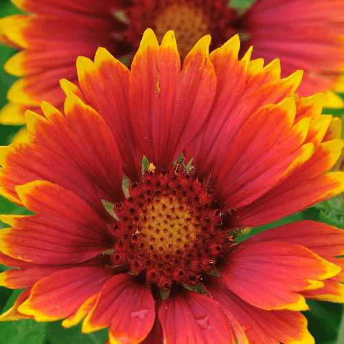 Gaillarde 'Royale' - Gaillardia aristata 'Royale' - FLEURANDIE