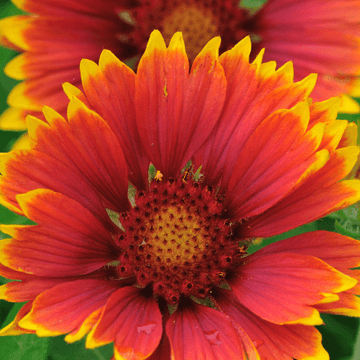 Gaillarde 'Royale' - Gaillardia aristata 'Royale'