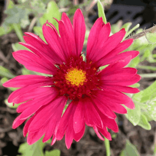 Gaillarde vivace 'Bourgogne' - Gaillardia aristata 'Bourgogne' - FLEURANDIE