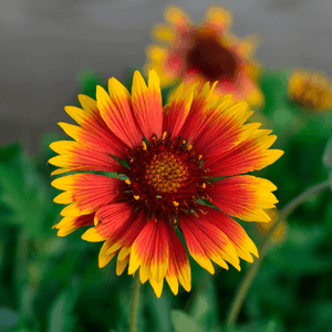 Gaillarde vivace 'Mesa Bright Color' - Gaillardia aristata 'Mesa Bright Color' - FLEURANDIE