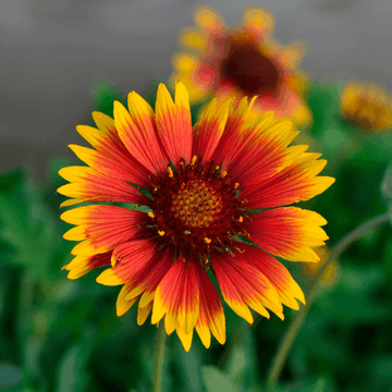 Gaillarde vivace 'Mesa Bright Color' - Gaillardia aristata 'Mesa Bright Color'