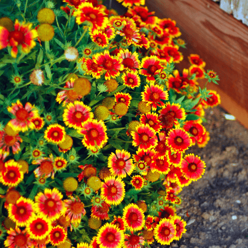 Gaillardia mesa bright deals