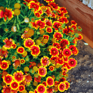 Gaillarde vivace 'Mesa Bright Color' - Gaillardia aristata 'Mesa Bright Color' - FLEURANDIE