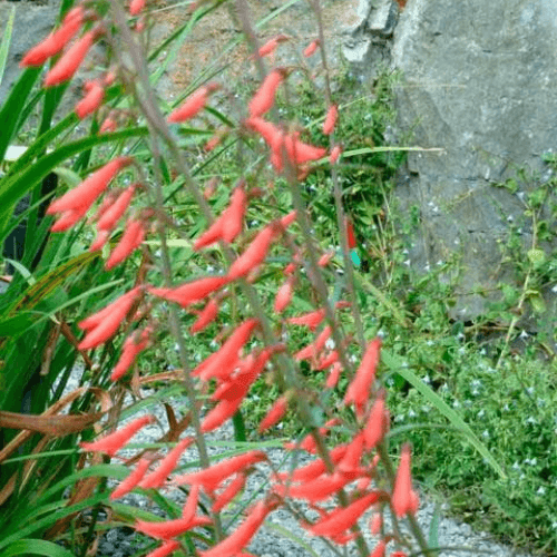 Galane barbue rouge - Penstemon barbatus coccineus - FLEURANDIE