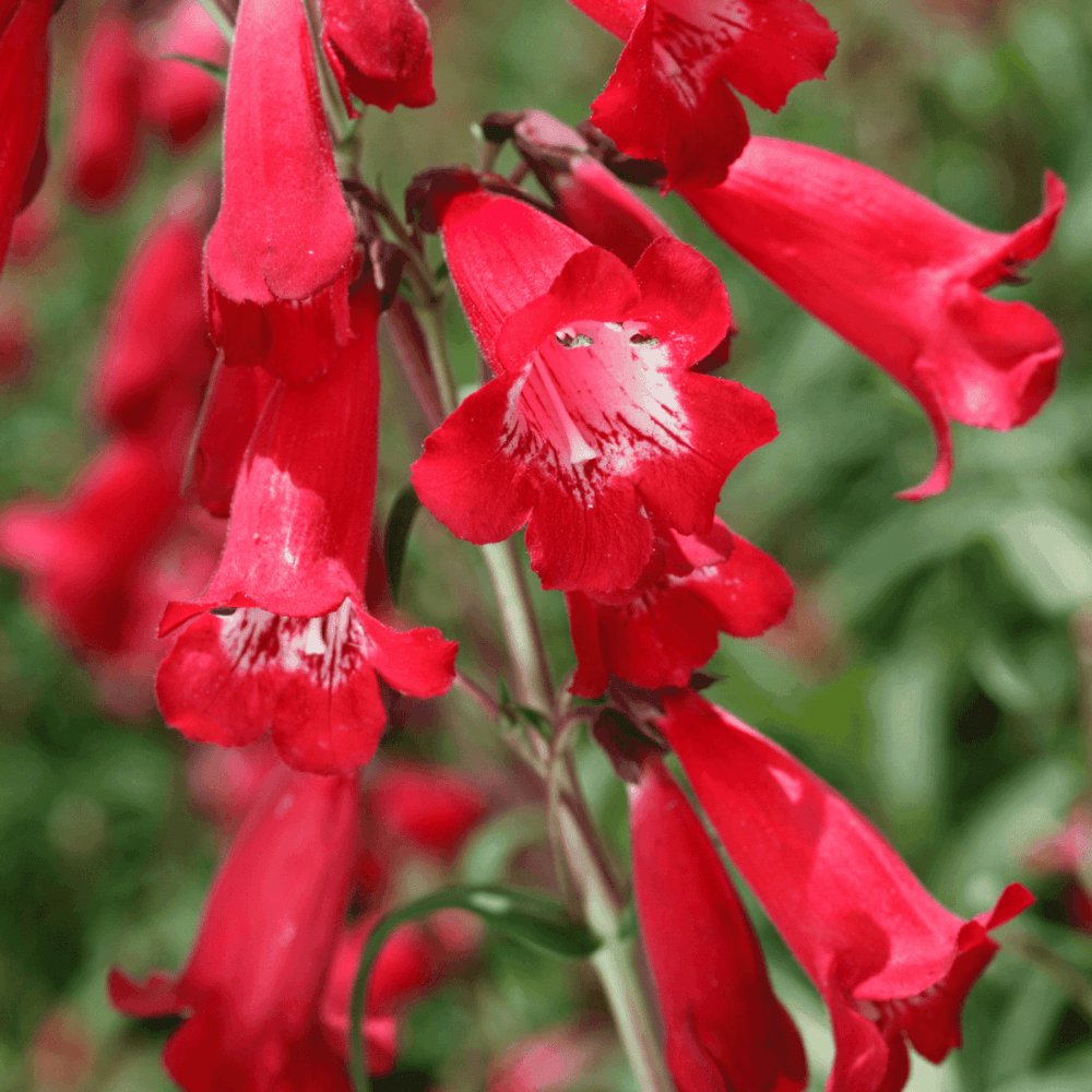 Galane barbue rouge - Penstemon barbatus coccineus - FLEURANDIE