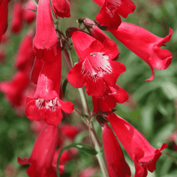 Galane barbue rouge - Penstemon barbatus coccineus