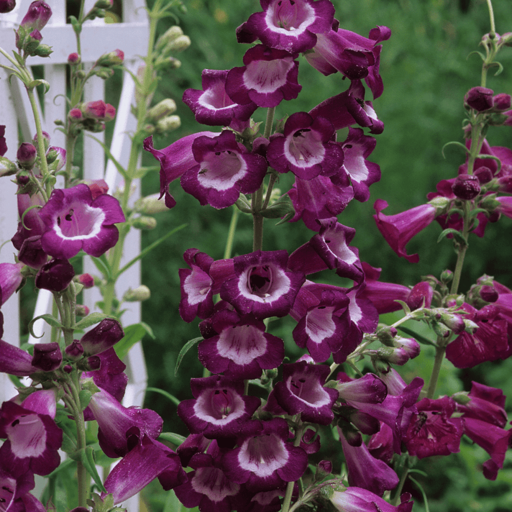 Galane 'Black bird' - Penstemon 'Black bird' - FLEURANDIE