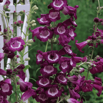 Galane 'Black bird' - Penstemon 'Black bird'