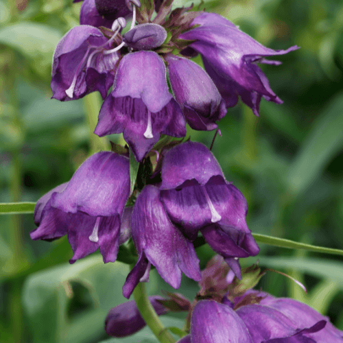 Galane 'Black bird' - Penstemon 'Black bird' - FLEURANDIE