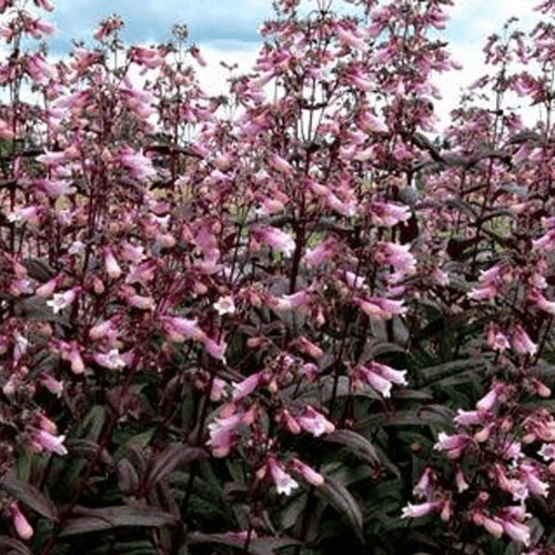 Galane 'Dark Towers' - Penstemon 'Dark Towers' - FLEURANDIE