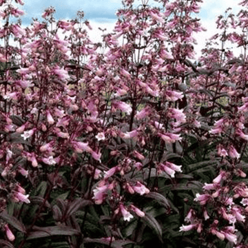 Galane 'Dark Towers' - Penstemon 'Dark Towers'