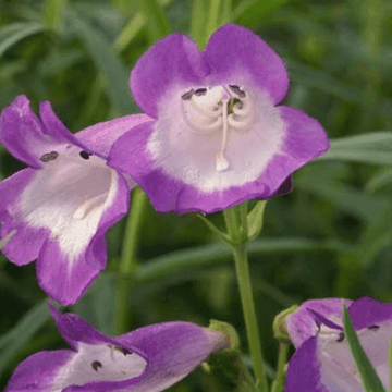 Galane 'Gloire des quatre rues' - Penstemon 'Gloire des quatre rues'