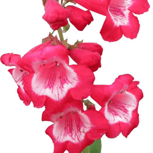 Galane 'Le Phare' - Penstemon (x) hybrida 'Le Phare' - FLEURANDIE