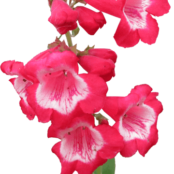 Galane 'Le Phare' - Penstemon (x) hybrida 'Le Phare'