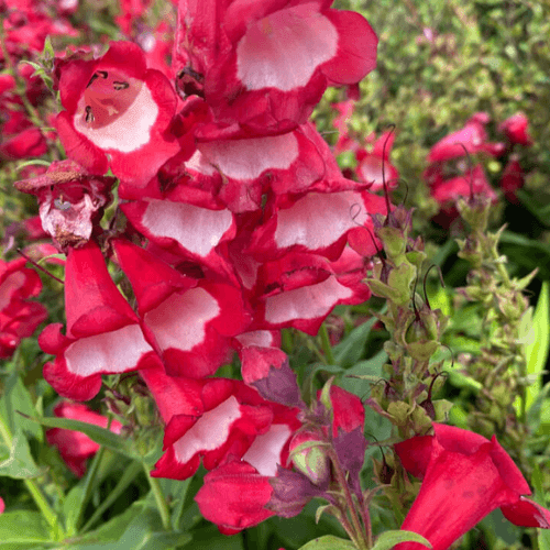 Galane 'Le Phare' - Penstemon (x) hybrida 'Le Phare' - FLEURANDIE