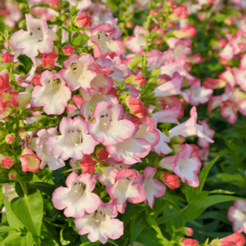 Galane 'Souvenir d'Adrien Régnier' - Penstemon 'Souvenir d'Adrien Régnier' - FLEURANDIE