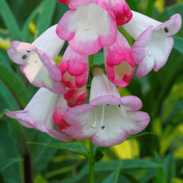 Galane 'Souvenir d'Adrien Régnier' -  Penstemon 'Souvenir d'Adrien Régnier'