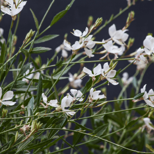 Gaura de lindheimer 'Blanche' - Gaura lindheimeri 'Blanche' - FLEURANDIE