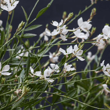 Gaura de lindheimer 'Blanche' - Gaura lindheimeri 'Blanche'