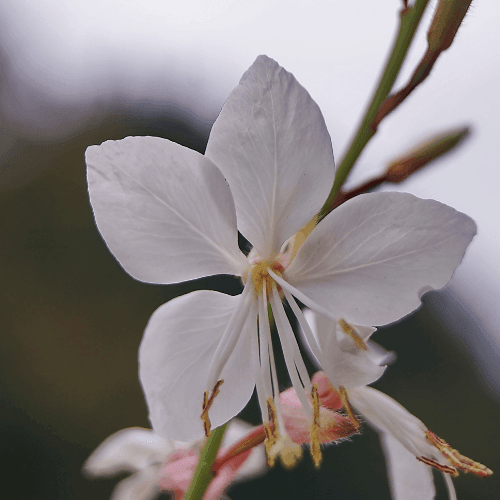 Gaura de lindheimer 'Blanche' - Gaura lindheimeri 'Blanche' - FLEURANDIE