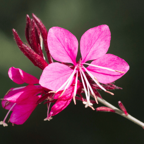 Gaura de lindheimer 'Gaudi red' - Gaura lindheimeri 'Gaudi red' - FLEURANDIE