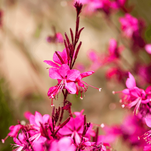 Gaura de lindheimer 'Gaudi red' - Gaura lindheimeri 'Gaudi red' - FLEURANDIE