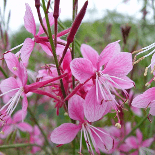 Gaura de lindheimer 'Siskiyou Pink' - Gaura lindheimeri 'Siskiyou Pink' - FLEURANDIE