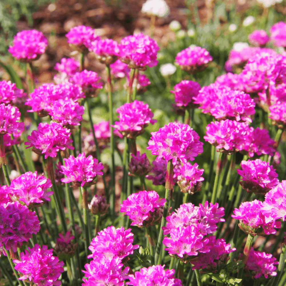 Gazon d'Espagne - Armeria caespitosa - FLEURANDIE