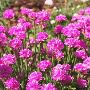 Gazon d'Espagne - Armeria caespitosa