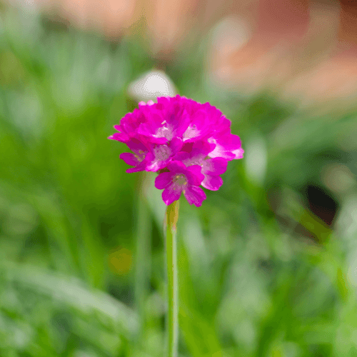 Gazon d'Espagne - Armeria caespitosa - FLEURANDIE