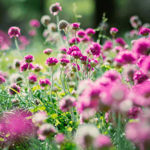 Gazon d'Espagne - Armeria caespitosa - FLEURANDIE