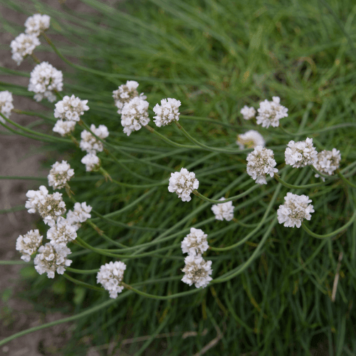 Gazon d'Espagne, Armérie maritime 'Alba' - Armeria maritima 'Alba' - FLEURANDIE