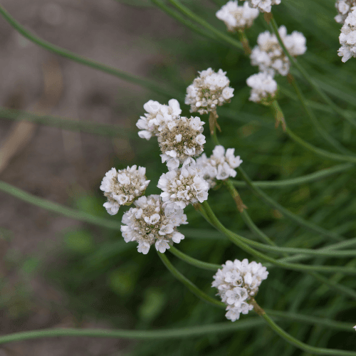 Gazon d'Espagne, Armérie maritime 'Alba' - Armeria maritima 'Alba' - FLEURANDIE