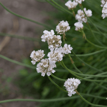 Gazon d'Espagne, Armérie maritime 'Alba' - Armeria maritima 'Alba'