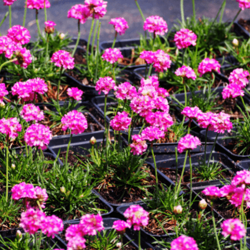 Gazon d'Espagne rouge - Armeria maritima rouge - FLEURANDIE