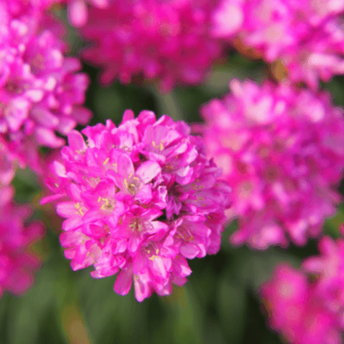 Gazon d'Espagne rouge - Armeria maritima rouge - FLEURANDIE