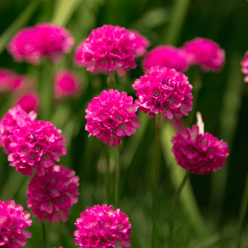 Gazon d'Espagne rouge - Armeria maritima rouge - FLEURANDIE