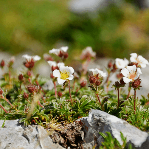 Saxifrage 'Densa compact' - Saxifraga hypnoides 'Densa compact' - FLEURANDIE