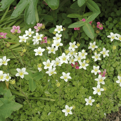 Saxifrage 'Densa compact' - Saxifraga hypnoides 'Densa compact' - FLEURANDIE