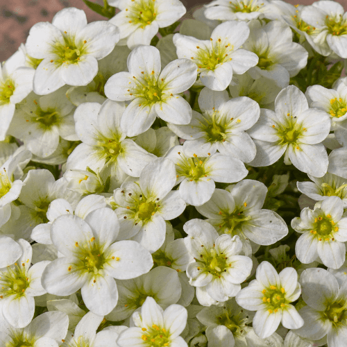 Saxifrage 'Densa compact' - Saxifraga hypnoides 'Densa compact' - FLEURANDIE