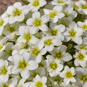 Saxifrage 'Densa compact' - Saxifraga hypnoides 'Densa compact'