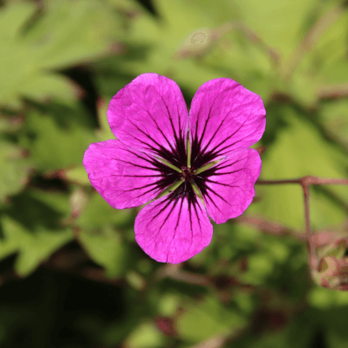 Geranium cinereum 'Rose satine' - Geranium cinereum 'Rose Satine' - FLEURANDIE