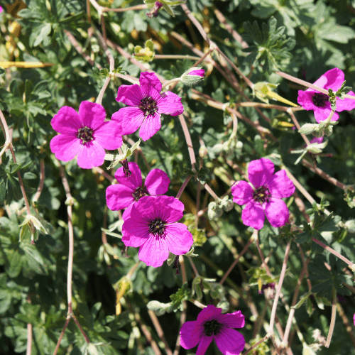 Geranium cinereum 'Rose satine' - Geranium cinereum 'Rose Satine' - FLEURANDIE