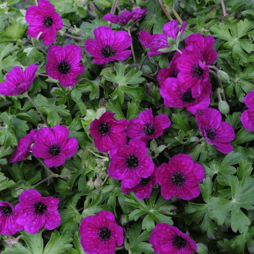 Geranium cinereum 'Splendens'- Geranium cinereum 'Splendens' - FLEURANDIE