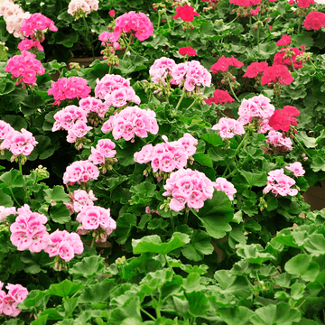 Géranium Lierre Double - Pelargonium peltatum - FLEURANDIE