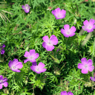 Geranium sanguin 'Max frei' - Geranium sanguineum 'Max frei'