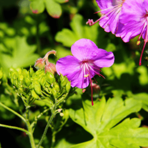 Geranium vivace 'Cambridge' - Géranium cantabrigiense cambridge - FLEURANDIE