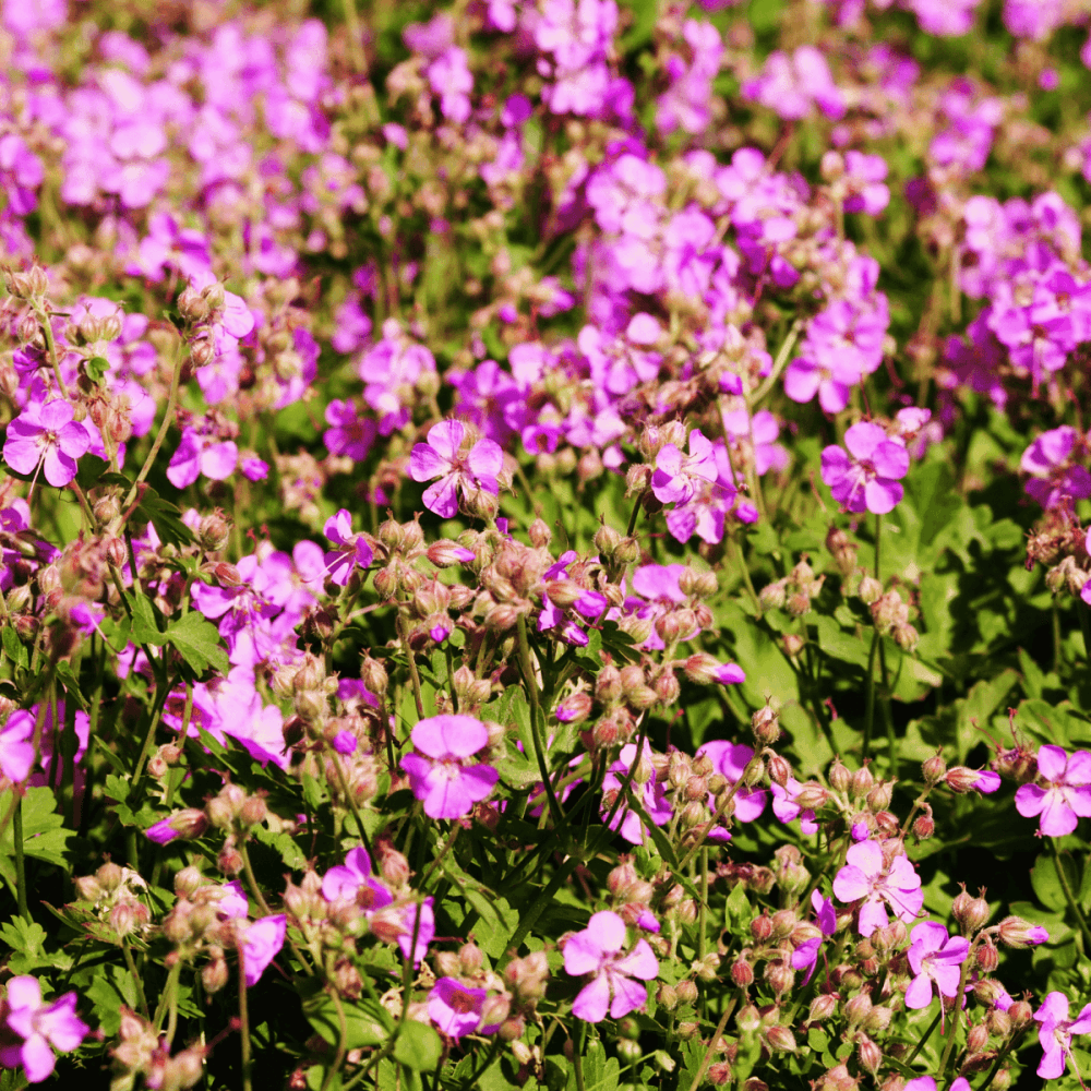 Geranium vivace 'Cambridge' - Géranium cantabrigiense cambridge - FLEURANDIE