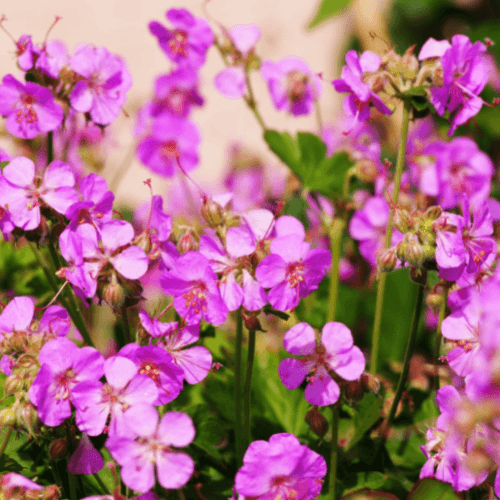 Geranium vivace 'Cambridge' - Géranium cantabrigiense cambridge - FLEURANDIE