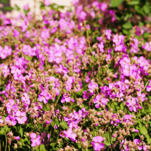 Geranium vivace 'Crystal rose' - Geranium cantabrigiense 'Crystal rose' - FLEURANDIE